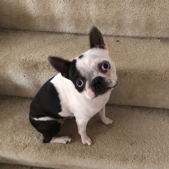 Meet your Posher, Holly - Picture 1 of 1